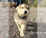 Small Photo #2 Mutt Puppy For Sale in Webster, WI, USA
