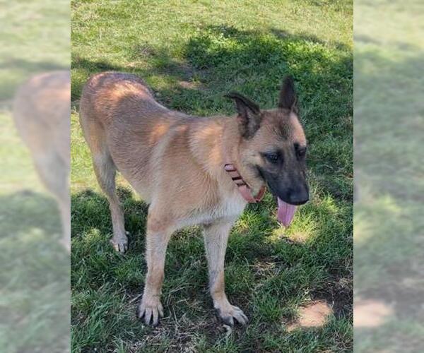 Medium Photo #2 German Shepherd Dog Puppy For Sale in San Martin, CA, USA