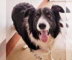 Small #2 Border Collie Mix