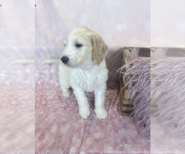 Medium Photo #52 Aussie-Poo-Goldendoodle Mix Puppy For Sale in COMMERCE, MI, USA