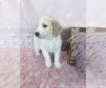 Small #1 Aussie-Poo-Goldendoodle Mix