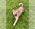 Small #3 German Shepherd Dog