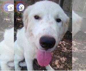 Great Pyrenees Dogs for adoption in Spring, TX, USA