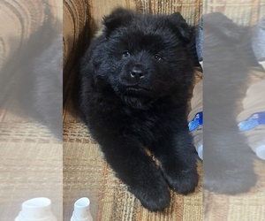Chow Chow Puppy for sale in LAUREL, MS, USA