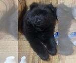 Small Chow Chow