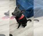Small Photo #4 Shepradors Puppy For Sale in Dana Point, CA, USA