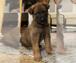 Small Photo #13 Malinois Puppy For Sale in SAN MARCOS, CA, USA