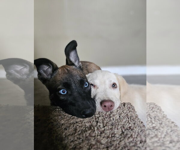 Medium Photo #6 Mutt Puppy For Sale in Aurora, CO, USA