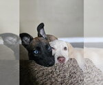 Small #5 Mutt