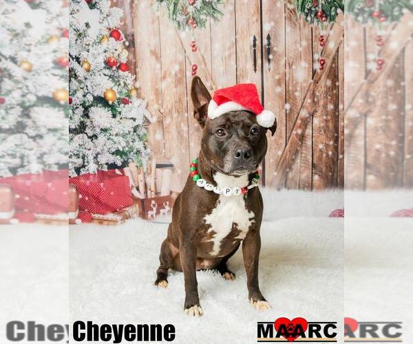 Medium Photo #3 Mutt Puppy For Sale in Maryville, TN, USA