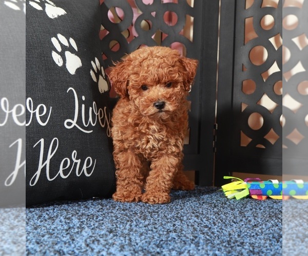 Medium Photo #5 Poochon Puppy For Sale in MOUNT VERNON, OH, USA