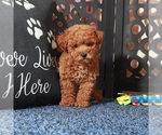 Small #4 Poochon