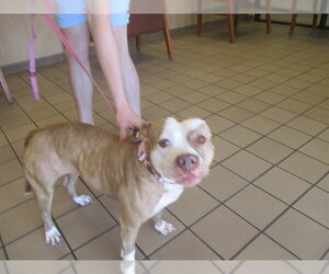 American Pit Bull Terrier-Catahoula Leopard Dog Mix Dogs for adoption in Ocala, FL, USA