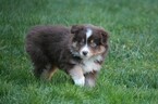 Small Photo #1 Miniature Australian Shepherd Puppy For Sale in MOUNT VERNON, WA, USA