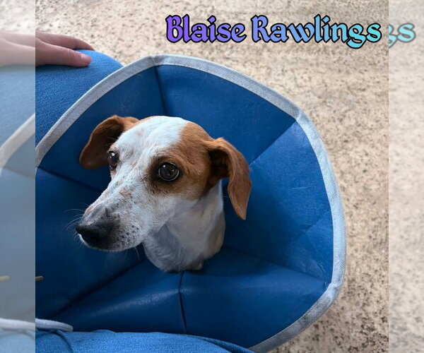 Medium Photo #6 Doxle Puppy For Sale in San Antonio, TX, USA