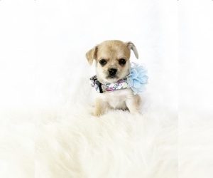 Chihuahua Puppy for Sale in SACRAMENTO, California USA