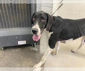 Great Dane Dogs for adoption in San Bernardino, CA, USA