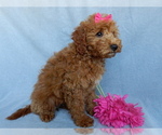 Small #2 Goldendoodle (Miniature)