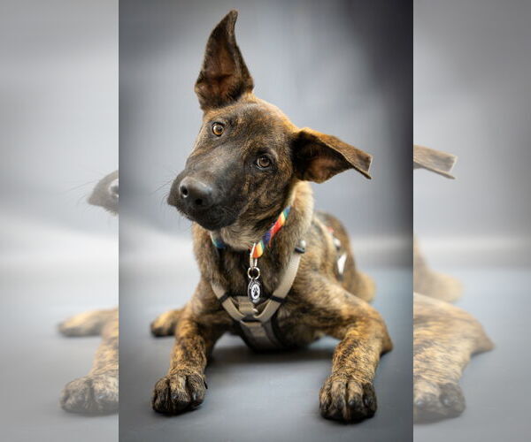 Medium Photo #5 Labrador Retriever-Unknown Mix Puppy For Sale in Princeton, MN, USA