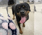 Small #3 Rottweiler