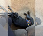 Small #2 French Bulldog