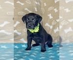 Small Photo #1 Labrador Retriever Puppy For Sale in OLIVE HILL, KY, USA