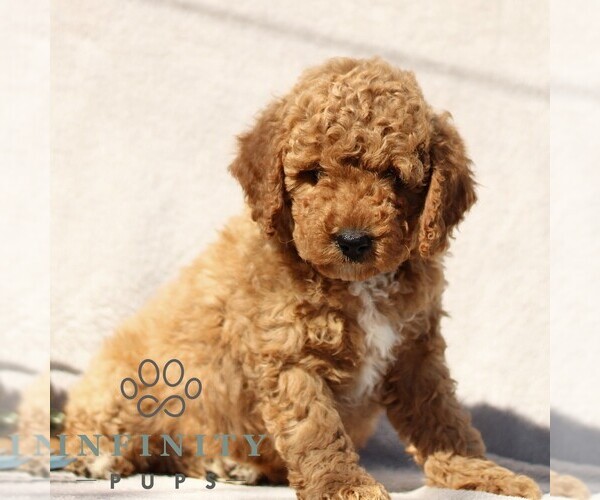 Medium Photo #1 Goldendoodle (Miniature) Puppy For Sale in EPHRATA, PA, USA