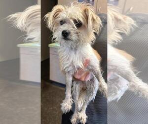 Maltese-Unknown Mix Dogs for adoption in Rockwall, TX, USA