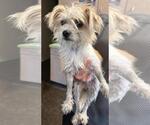 Small Maltese Mix