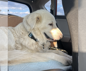 Winter - Male Great Pyrenees Dog for Adoption - Photo #10