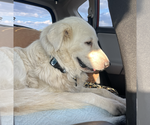 Small #9 Great Pyrenees