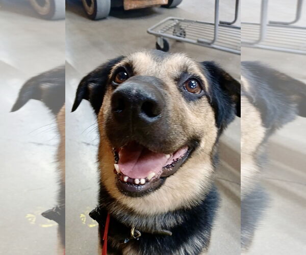 Medium Photo #3 Mutt Puppy For Sale in Euless, TX, USA