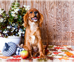 Small #4 Cavalier King Charles Spaniel