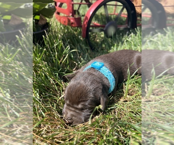 Medium Photo #2 Labrador Retriever Puppy For Sale in NEOLA, WV, USA