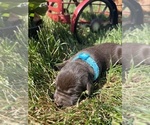 Small #1 Labrador Retriever
