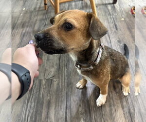 Beagle-Unknown Mix Dogs for adoption in Brooklyn Center, MN, USA