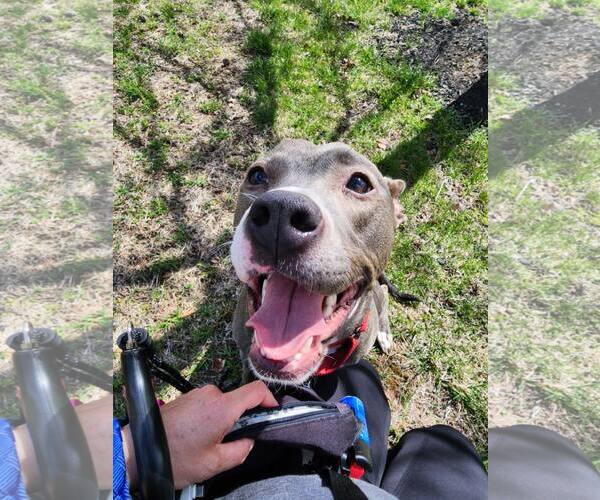 Medium Photo #46 Mutt Puppy For Sale in Mount Laurel, NJ, USA