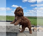 Small #3 Goldendoodle (Miniature)
