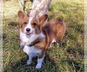 Mother of the Pembroke Welsh Corgi puppies born on 05/13/2022