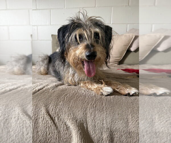 Medium Photo #2 Mutt Puppy For Sale in San Leon, TX, USA