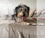 Small #1 Mutt