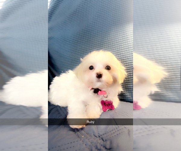 Medium Photo #24 Maltipoo (Miniature) Puppy For Sale in HIGH POINT, NC, USA