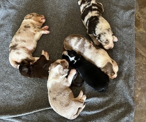 Bulldog Litter for sale in HOLIDAY, FL, USA
