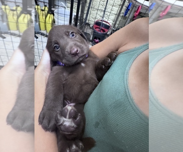 Medium Photo #3 Labrador Retriever Puppy For Sale in PIERSON, FL, USA