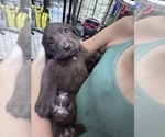 Small #2 Labrador Retriever