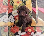 Puppy Coco Goldendoodle