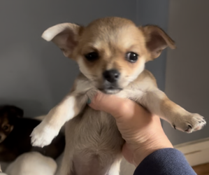 Chihuahua Puppy for sale in CASTLE HAYNE, NC, USA
