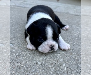 Boston Terrier Puppy for sale in WASHBURN, MO, USA