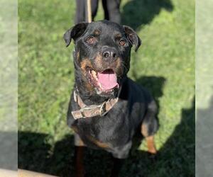 Rottweiler Dogs for adoption in Modesto, CA, USA