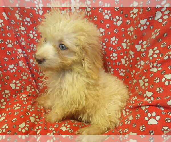 Medium Photo #4 F2 Aussiedoodle Puppy For Sale in PATERSON, NJ, USA